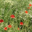 Frühling im Feld 2