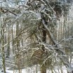 geborstene-kiefer-bei-krienke-im-winter-1