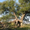 Suckower Eiche im Frühjahr Usedom 1