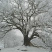 suckower-eiche-im-winter-usedom-1